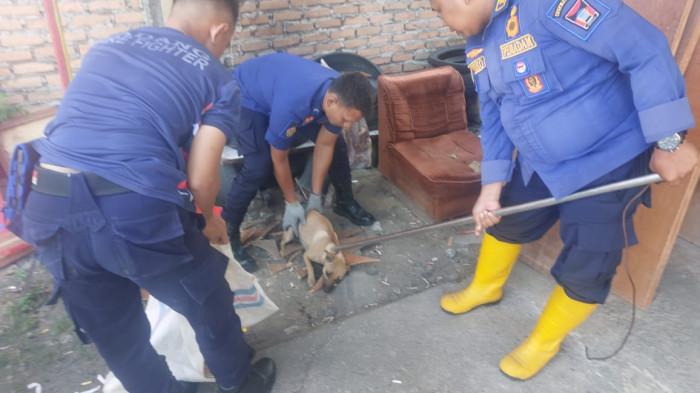 Dilaporkan Mengganggu, Petugas Damkar Padang Evakuasi Induk Anjing dari Kawasan Rumah Warga di Lubeg