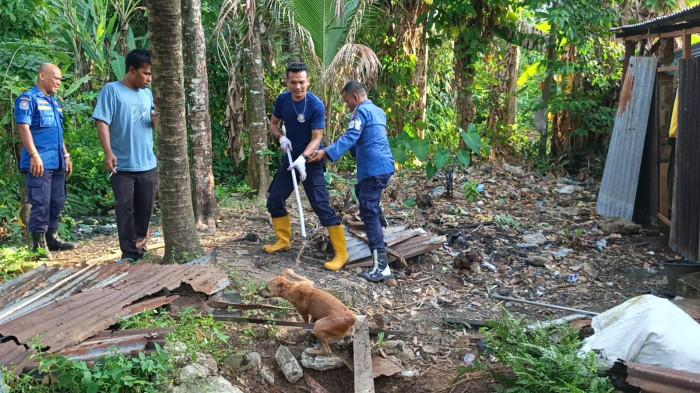 penyelamatan anjing di balai gadang padang 2 4/11/2025