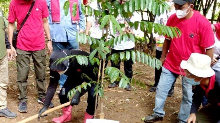 Momentum HUT Ke-48 PDIP, Risma dan Komunitas Ciliwung Condet Tanam Pohon Salak dan Kecapi