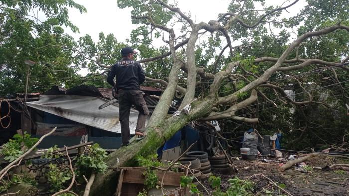 POHON TUMBANG- Petugas BPBD saat melakukan pemotongan pohon tumbang yang terjadi di di jalan depan Shelter Ulak Karang, RT 04/RW 04, Kelurahan Ulak Karang Utara, Kecamatan Padang Utara, Kota Padang, Sumatera Barat, Minggu (19/10/2025).