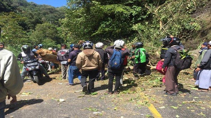 Pohon Tumbang di Silaing Kariang Kabupaten Tanah Datar, Kendaraan Sempat Tertahan