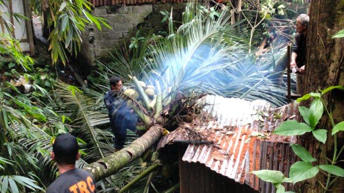 3 Berita Populer Padang: Siaga Menghadapi Banjir, Pohon Kelapa Tumbang, Kucing Terjebak di Sumur