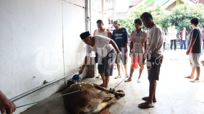 IDUL ADHA 2026- Seorang warga yang ikut berkurban memandikan hewan kurban dengan air kembang tujuh rupa sebelum dilakukan penyembelihan di Masjid Nurul Huda, Purus Baru, Kota Padang, Sumatera Barat, Rabu (27/5/2026) pagi.