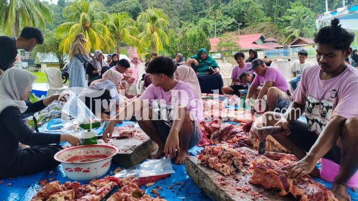 SAPI KURBAN PRESIDEN- Suasana pemotongan sapi kurban Presiden Prabowo seberat 975 kilogram di PLTA Kuranji, Kecamatan Pauh, Kota Padang, Kamis (28/5/2026). Sapi ini akan dibagikan untuk korban bencana di Kelurahan Lambung Bukit, Padang.