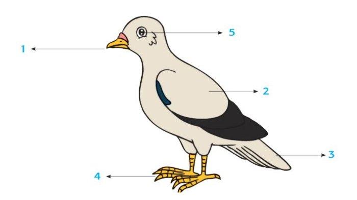 JAWABAN: Apa yang Akan Kamu Lakukan Apabila Menemukan Hewan dalam Keadaan Seperti Burung Tersebut?