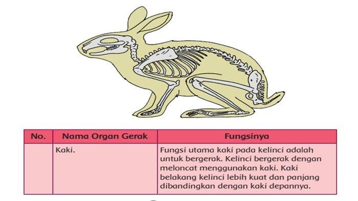 Kelas 5 Tema 1: Organ Gerak pada Ikan, Katak, Burung, Ular, Kadal, Kambing dan Fungsinya