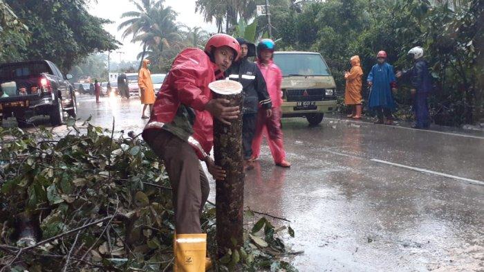 Pohon Tumbang Ganggu Jalan Padang-Solok, Polisi : Jalan Sempat Buka Tutup dan Kembali Normal