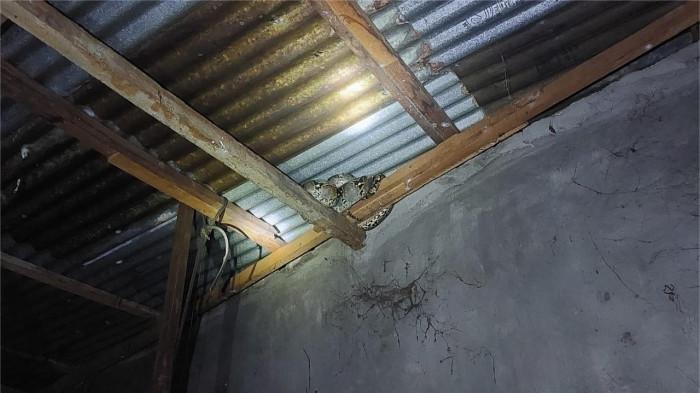ular di atap rumah warga di padang 27/9/2025