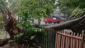 ANGIN-KENCANG-SEBABKAN-POHON-TUMBANG-DI-KOTA-SOLOK-Hujan-lebat-disertai-angin-kencang.jpg