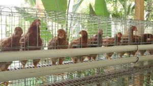 Ayam-petelur-milik-BUMNag-Nagari-Pauh-Pasaman-1392025.jpg