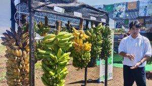 Buah-pisang-berukuran-jumbo-atau-dua-kali-lipat.jpg