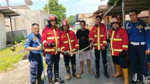 Damkar-Padang-evakuasi-ular-piton-di-air-tawar-barat-2792025.jpg