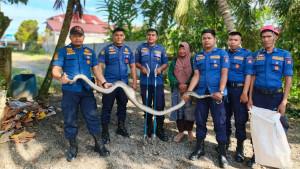 Evakuasi-Ular-di-Padang-5102025.jpg