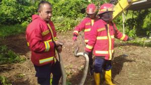 Evakuasi-ular-di-aie-pacah-padang-8112025.jpg