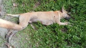 GIGITAN-ANJING-LIAR-Pefmbar-f-tambahan.jpg