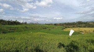 Hamparan-sawah-di-Kabupaten-Solok.jpg