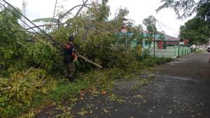 Hujan-deras-disertai-angin-kencang-ydbkan-pohon-tdh-di-Jalan-dIB.jpg
