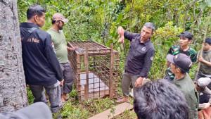 Kandang-jebak-dalam-konflik-harimau-di-Solok-Selatan-2192025.jpg