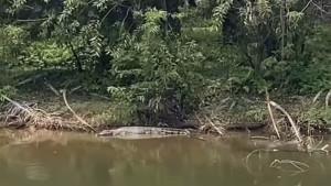 PENAMPAKAN-BUAYA-DI-LENGAYANd.jpg