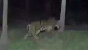 PENAMPAKAN-HARIMAU-SUMATERA-Pendt.jpg