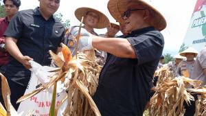Panen-raya-serentak-ini-merupakan-program.jpg