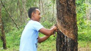 Petani-Karet-di-Sijunjung-Menjerit-Harga-Anjlok-Sampai-Rp7-Ribu-Per-Kilo-dari-Rp12-Ribu.jpg