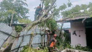 Pohon-Tumbang-1062025.jpg