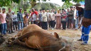 SAPI-KURBAN-PRESIDEN-Wawako-Padang-Maigus-sn-Presiden-RI-Prabowo-Subism.jpg