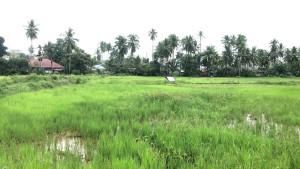 Salah-satu-petani-setempat-bernama-Adrial-Nolvi-menuturkan-kurangs.jpg