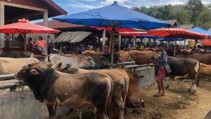 Stok-sapi-kurban-di-Pasar-Ternak-Palangki-2452025.jpg