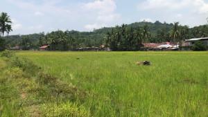 Tanaman-padi-umumnya-ditanam-disading-Nagari-Lims.jpg