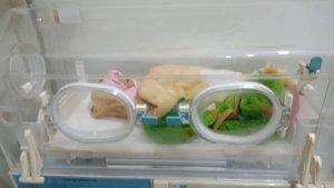 bayi-yang-ditemukan-di-rumah-wnau-Diate.jpg