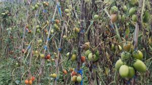 buah-tomat-di-Solok-1102025.jpg