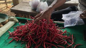 cabai-merah-di-Sijunjung-20102025.jpg
