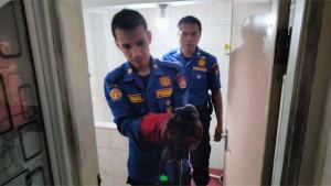 evakuasi-musang-di-Padang-10102025.jpg