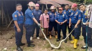 evakuasi-ular-di-Padang-14102025.jpg