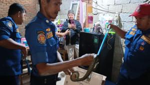 evakuasi-ular-di-Padang-25102025.jpg