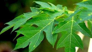 ilustrasi-daun-pepaya.jpg