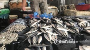 lapak-pedagang-ikan-di-Pasar-Raya-Padang-11112025.jpg
