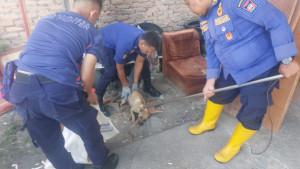 penyelamatan-anjing-di-Lubeg-Padang-30102025.jpg