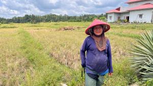petani-gagal-panen-di-Padang-Pariaman-2492025.jpg