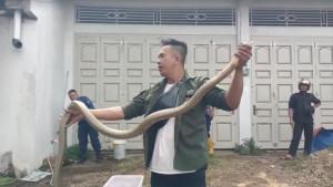 ular-king-kobra-di-Kuranji-Padang-3102025.jpg