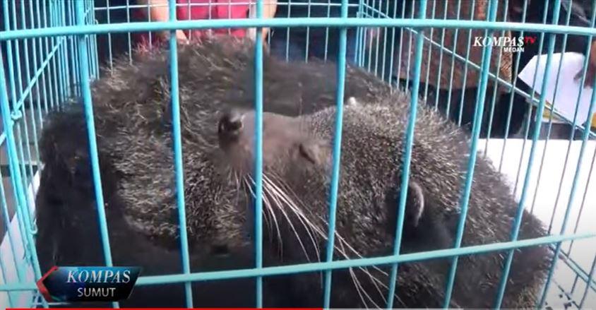 Arctictic-Binturong-adalah-nama-latin-Binturong.jpg