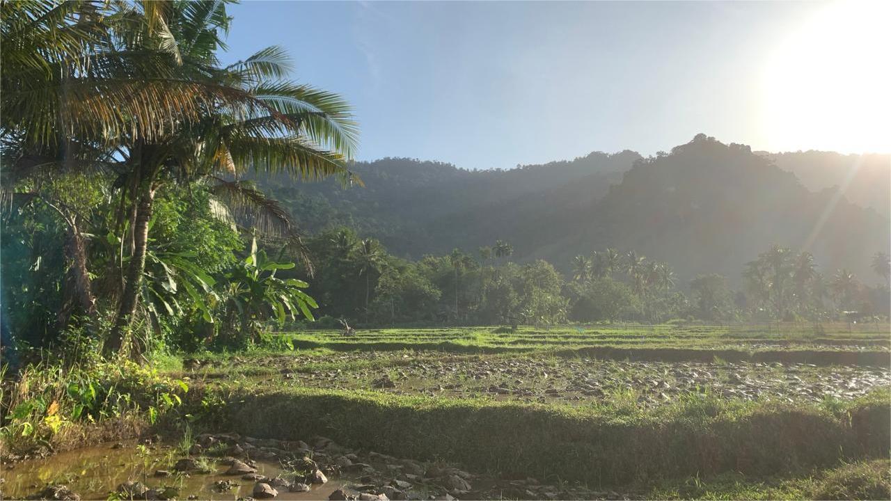 Area-persawahan-di-Padang-882025.jpg