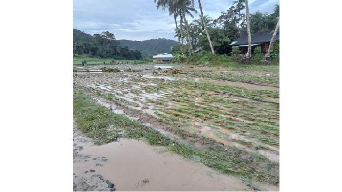 Baru Selesai Ditanam, Puluhan Hektar Sawah Warga Nagari Garabak Data Rusak Akibat Banjir Bandang