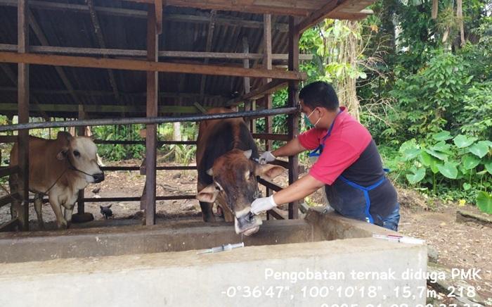 Dokter-hewan-Dinas-Pertanian-Pangan-dan-Perikanan-Kota-Pariaman-Sumatera-Barat-fs.jpg