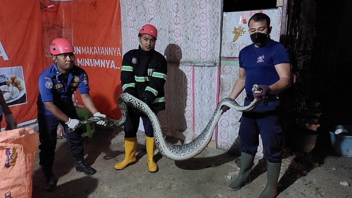 Evakuasi-ular-diJalan-Kemayoran-Kelurahan-Dadok-Tunggul-Hitam.jpg