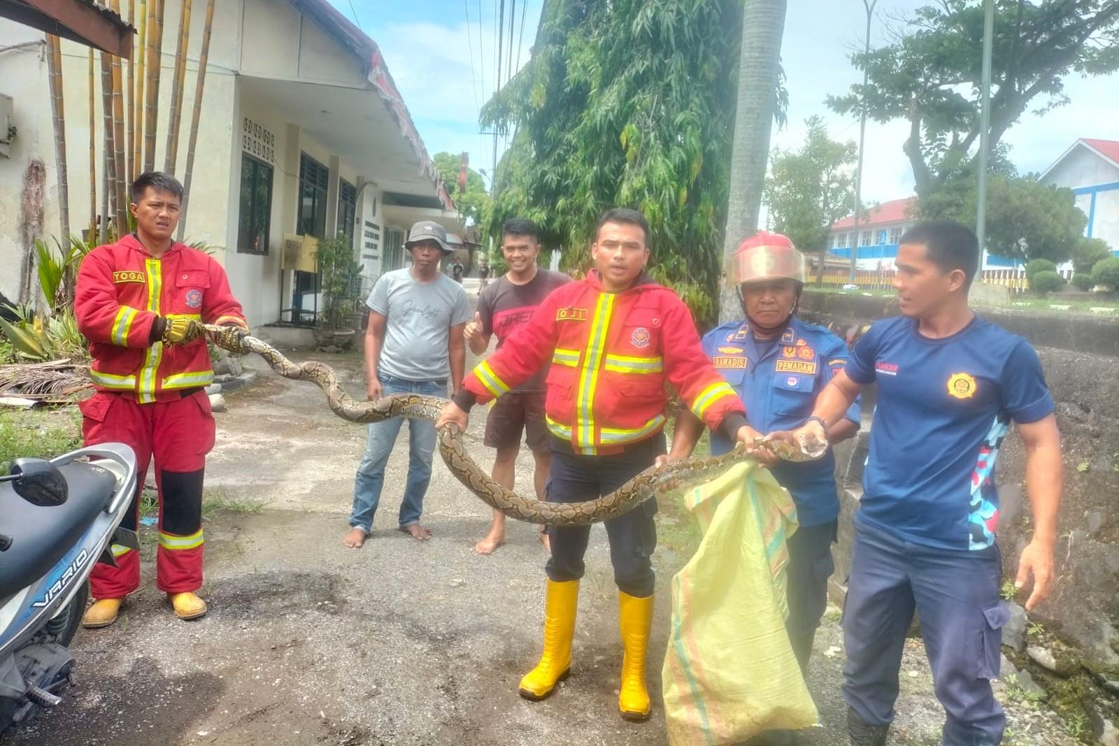 Evakuasi-ular-piton-di-Koto-Tangah-16112025.jpg