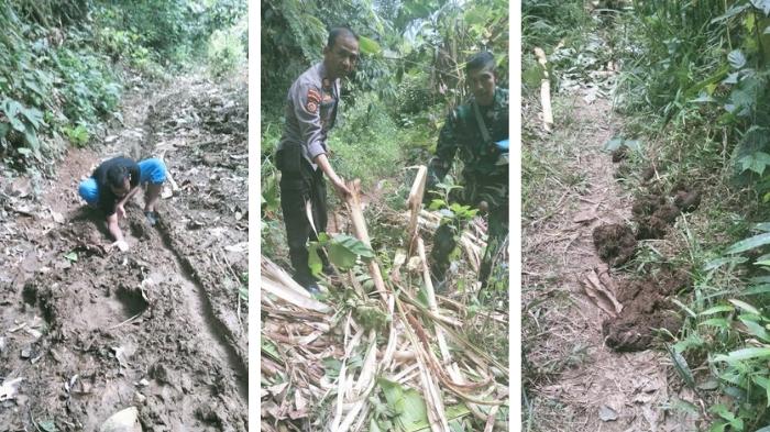 Gajah-Liar-yang-Muncul-di-Sijunjung-Kembali-ke-Riau-Tim-Gabungan-Temukan-Kotoran-dan-Jejak.jpg