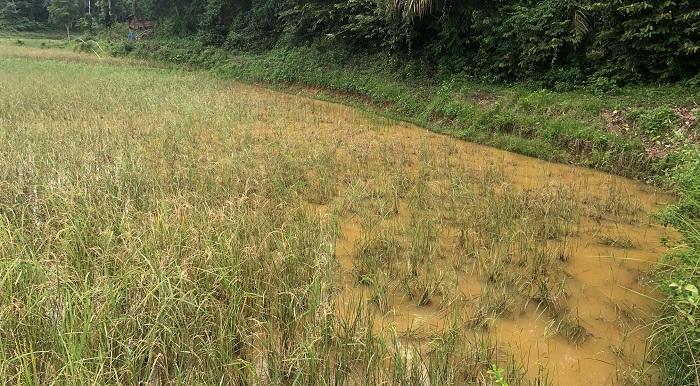 Hamparan-sawah-yang-terkena-hama-werng-Kamis-1522024.jpg